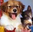 pets